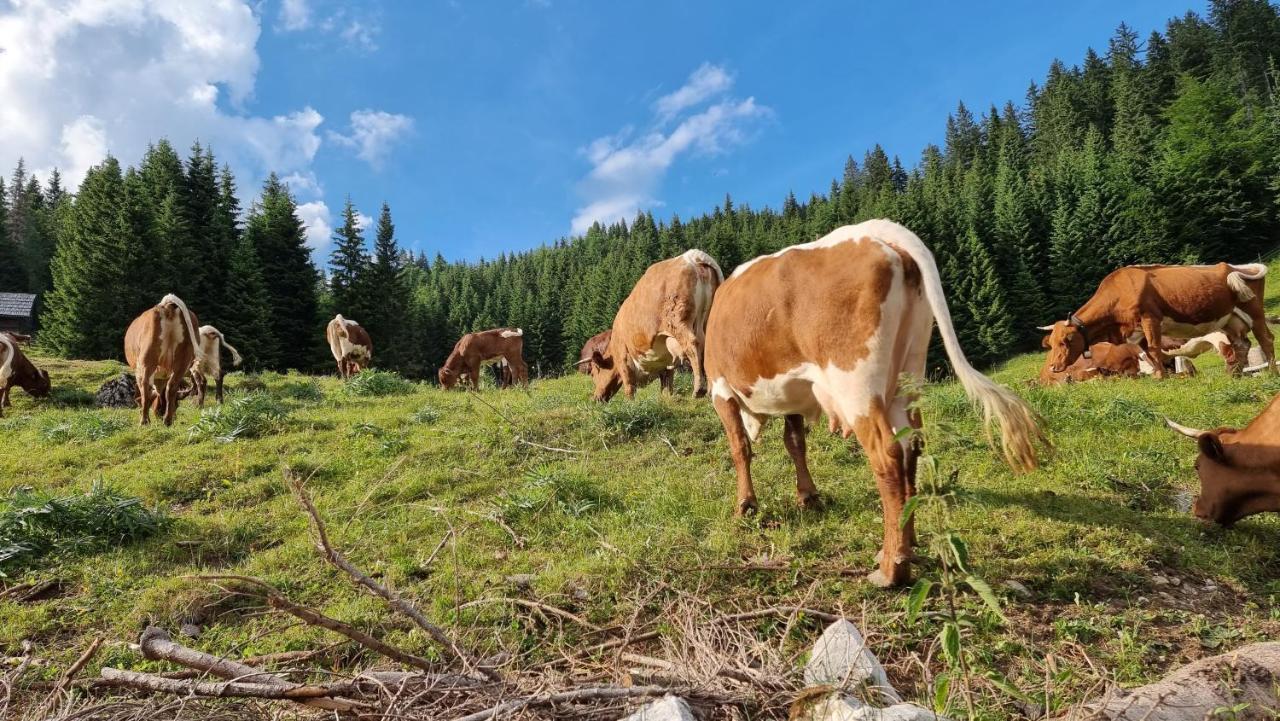 Mountain Eco Chalet Konjska Dolina On 1400 M Asl -Near Pokljuka Srednja Vas v Bohinju Ngoại thất bức ảnh